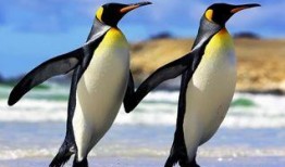 碎嘴企鹅爆料视频大全,趣味横生的搞笑瞬间大盘点